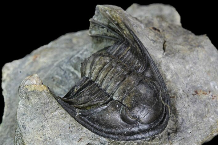 Rare, Xiphogonium Trilobite - Phenomenal Prep Work #108460